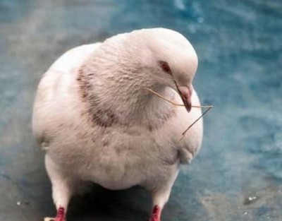 Köttdjurindustrin är en av de nya speciella fjäderfäindustrin